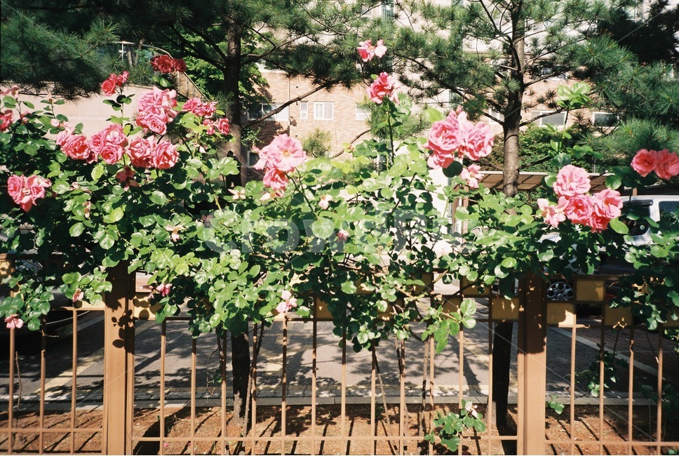 자연,감성,감성사진,장미,장미꽃,꽃,필름,필름카메라,필름사진,film,filmcamera,nature,rose,flower,plant,sensible,color,colorsensitivity,emotional,feeling