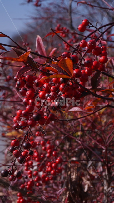 plant,식물,빨강,열매,조경,정원,가든,남천,배경화면,바탕화면,background,garden,fruit