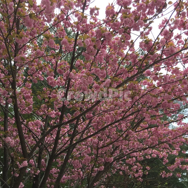벚꽃,겹벚꽃,봄,분홍,식물,왕겹벚꽃나무,자연,계절,봄,계절,spring,season,식물,자연,plants,nature,꽃,flower,plant,blossom,cherry blossom