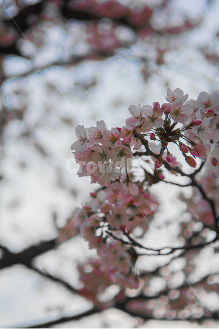 꽃,벚꽃,식물,플라워,4월,벚꽃축제,봄,계절,spring,season,plant,flower,blossom