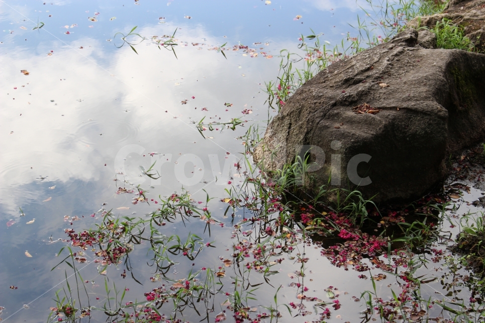 투영,호수,돌,구름,자연풍경,그림자,꽃물,꽃잎,자연,풍경,nature,landscape