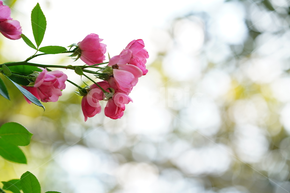 장미,꽃,플라워,식물,생물,생명,flower,plant,식물,자연,plants,nature,꽃,flower