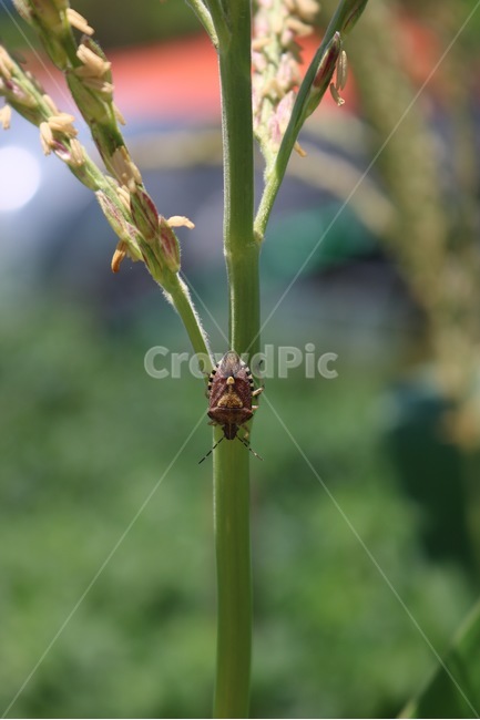 동물,곤충,벌레,자연,초록,animal,doubutsu,insect,konchuu,mushi,nature,green,midori,주황,orange,orenziiro,햇빛,그림자,sunlight,hizashi,shadow,kage,여름,summer,natsu,동물,animal,곤충,벌레,insect,bug
