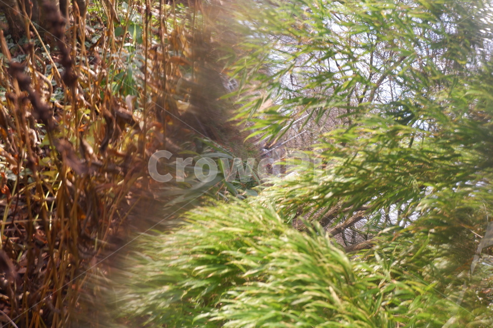 자연,겨울,나무,식물,감성,plant,tree