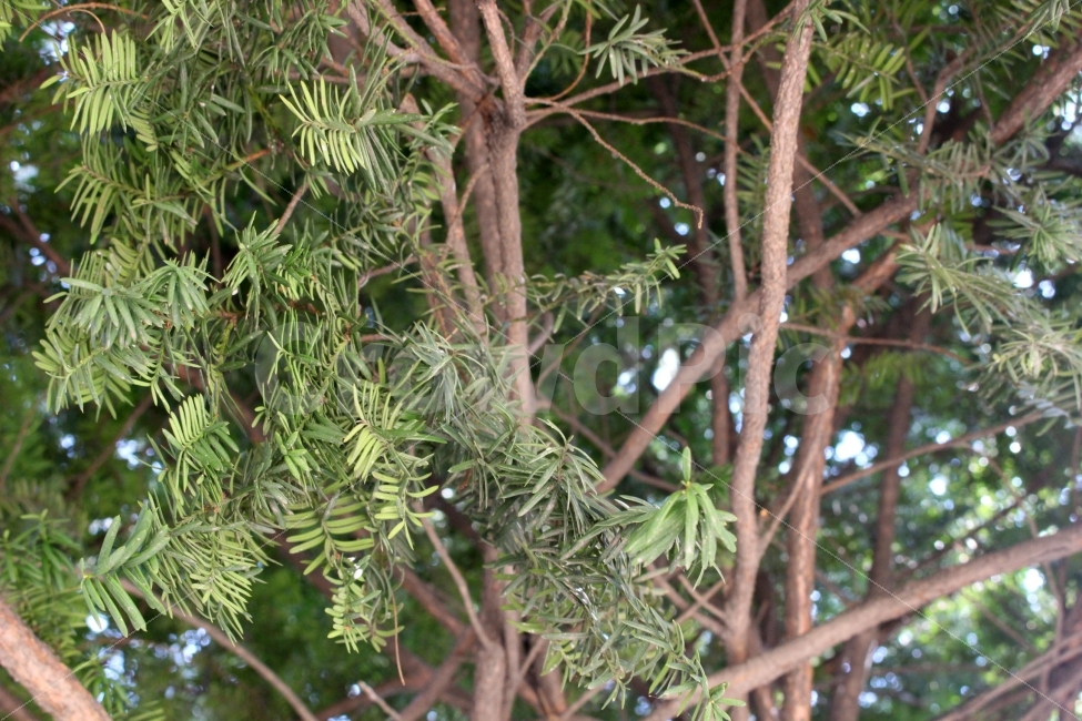 나무,소나무,전나무,침엽수,식물,야외,정원,공원,잎,가지,식물,자연,plants,nature