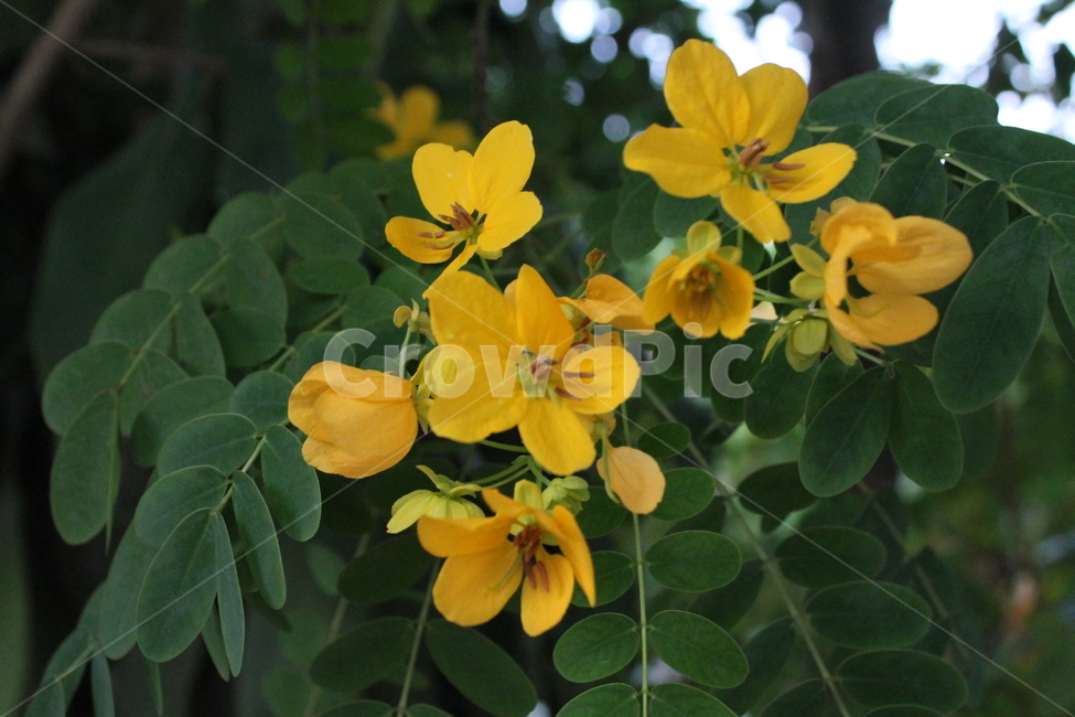 plant,식물,blossom,꽃,flower,geranium,제라늄,자연,나무,꽃잎,풀잎,yellow,노란꽃