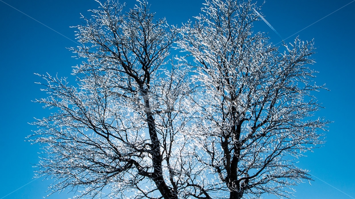 하늘,나무,눈꽃,빛,겨울풍경,하얀꽃,겨울,계절,winter,season,식물,자연,plants,nature,나무,trees,wood