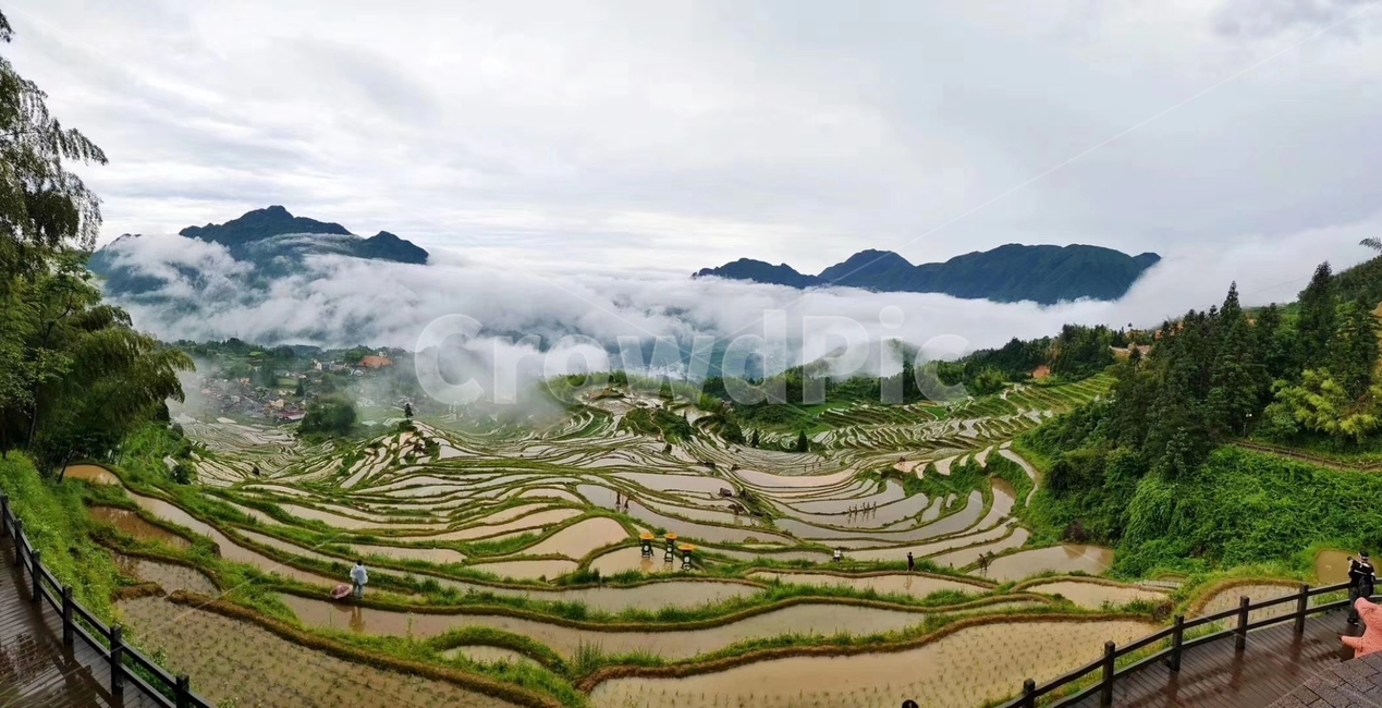 다락논,일출,운해,자연,다랭이논,농업,농사,agriculture,farming,farming industry