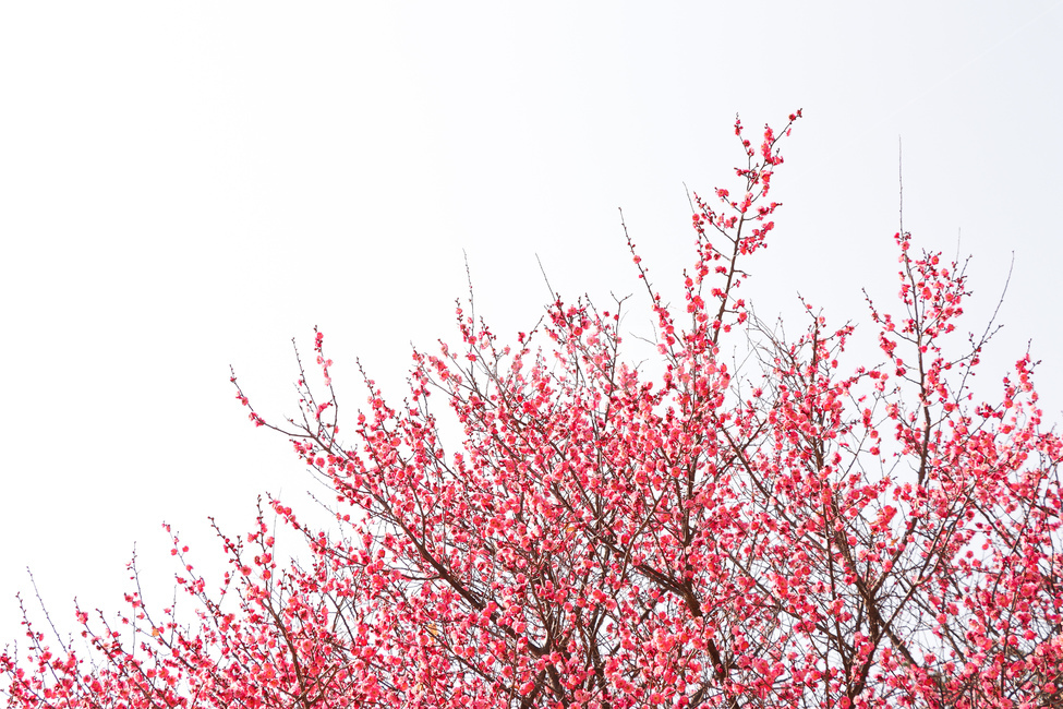 꽃,식물,봄,plant,벚꽃,홍매화,식물,자연,plants,nature,꽃,flower