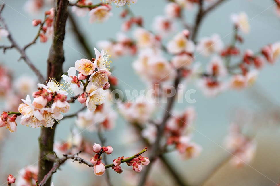 매화,홍매화꽃,담홍색,봄,꽃,꽃잎,봄,계절,spring,season,식물,자연,plants,nature,꽃,flower,plant