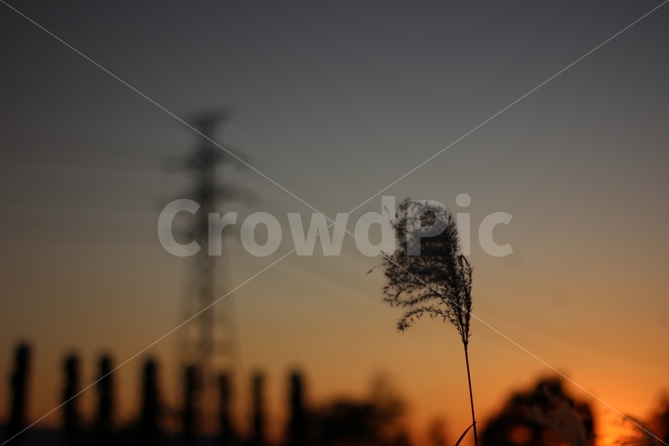 가을,추위,억새,하늘,풍경,autumn,cool,tatch,silvergrass,scenery,landscape,cityscape,노을,sunset,가을,계절,fall,autumn,season,식물,자연,plants,nature,감성,sensible,feeling,grass,잔디,plant
