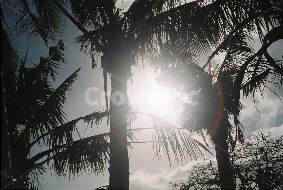 괌,야자수,나무,햇빛,자연광,guam,palm,trees,sunlight