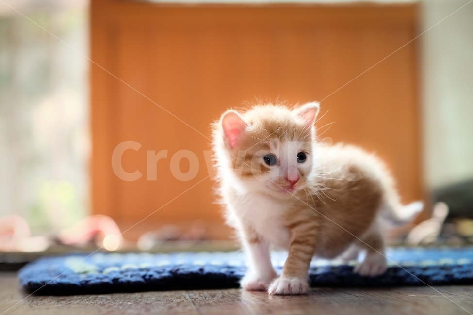Cute,young,yellow,Yellowtail,sunlight,stray cat,Asshole,butterfly,cat,cuteness,Warmth