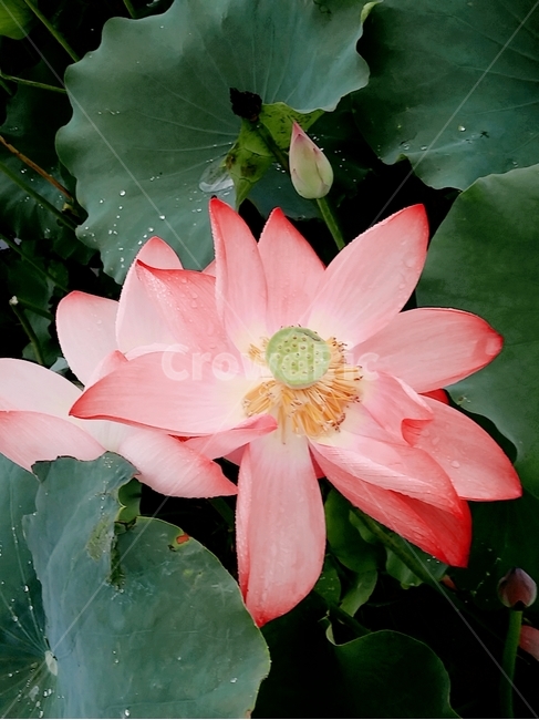 연꽃,lotus,꽃,자연,감성,여름,색감,아름다움,flower,식물,plants,nature,정물,비,장마,연잎,꽃봉오리,우아,접사,연밭,수생,연꽃축제,피어나다,녹색,잎,계절,lotusleaf,bloom,blossom,leaf,연,습지