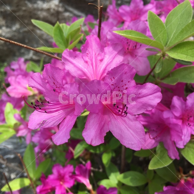 봄,꽃,보라색,산책,산,봄꽃
