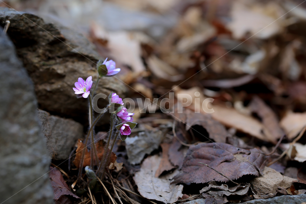 fancy,screen,cotton,down,spring,spring flowers,beautiful,background color,brown,Korean flower,our country,repot,background,plant,hepatica,autumn,Growing flower pots,splendor,pink,colony,spring theme,physiognomy,flowers blooming in spring,petal,fallen leav