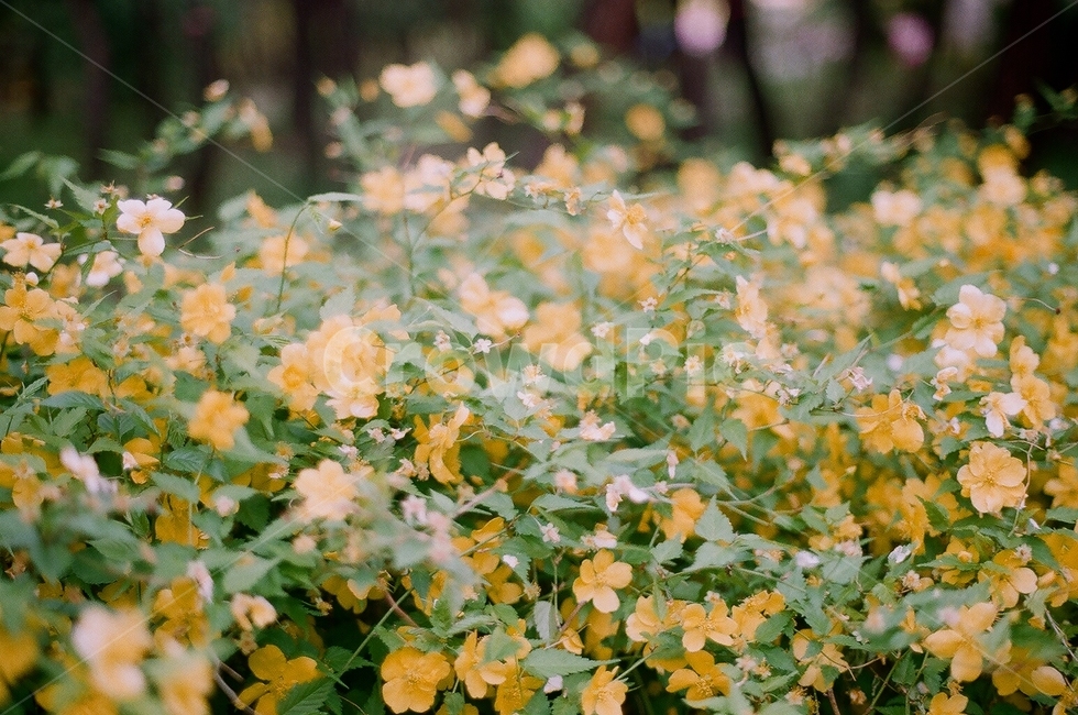 꽃,봄,봄꽃,필름사진,spring,flower,filmcamera