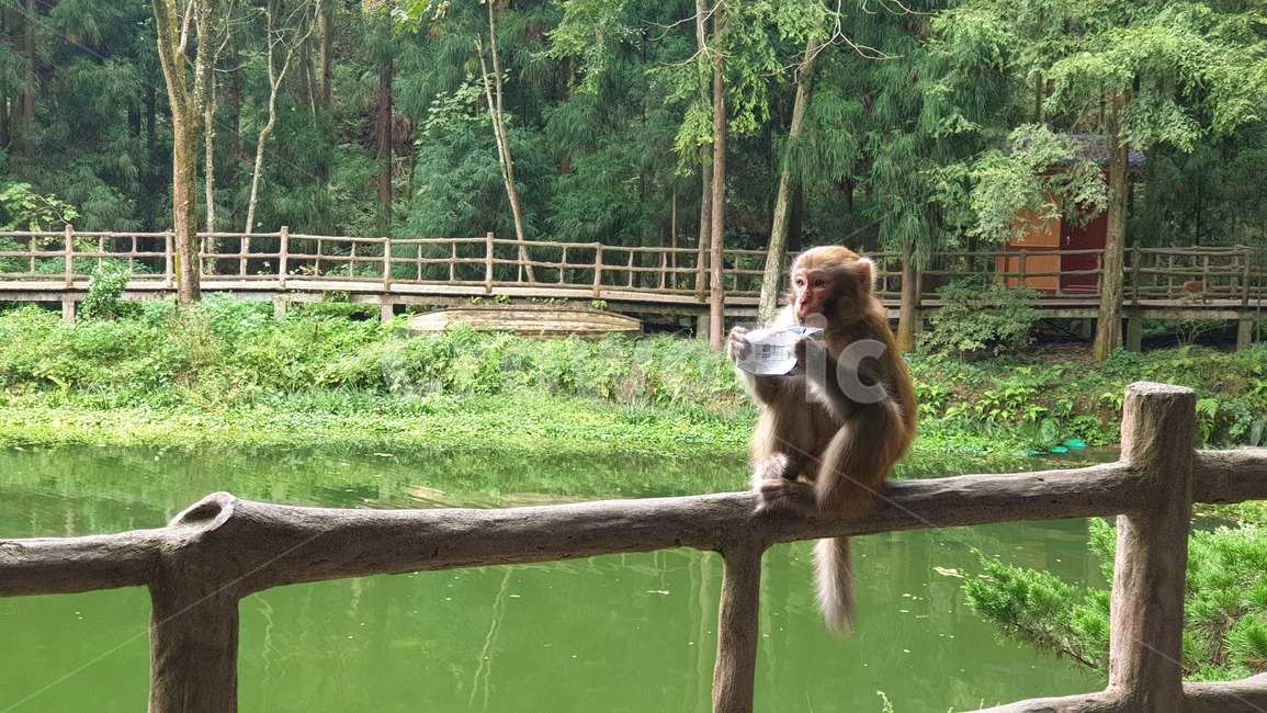 monkey,원숭이,동물,animal,야생동물,wildlife,mammal,포유류,동물,animal,포유류,mammal