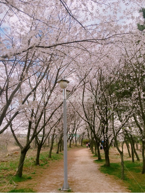 봄,벚꽃,전봇대,cherryblossom,spring,telephonepole