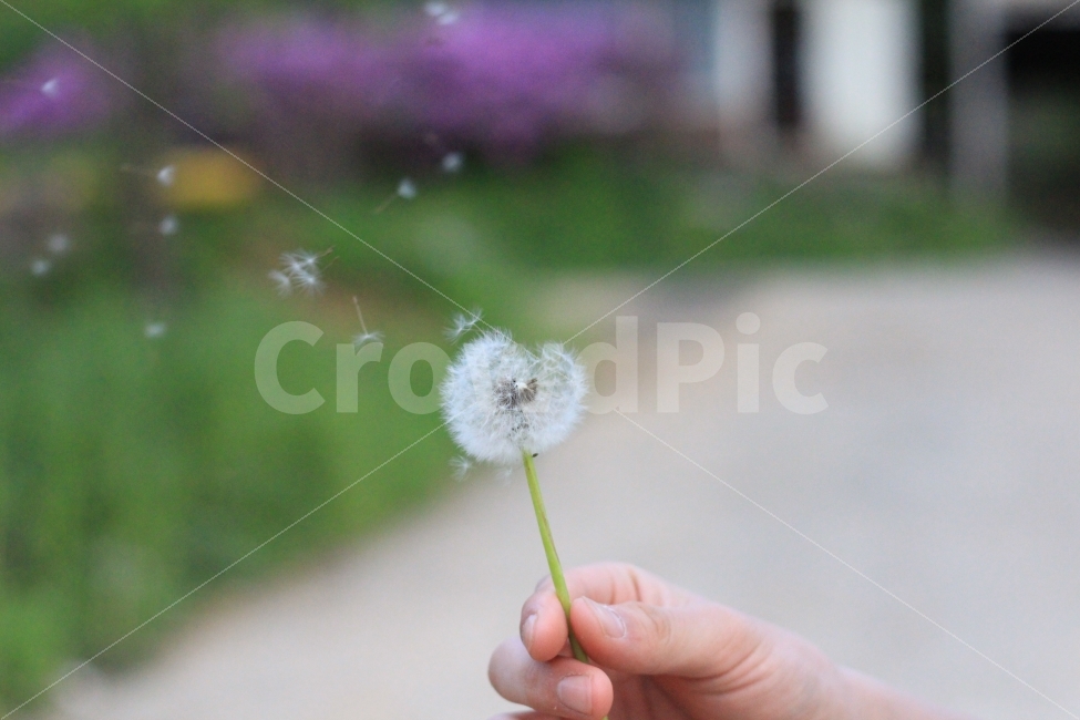 민들레씨,씨,빛모아농원,손,자연,식물,자연,plants,nature,꽃,flower,사람,인물,인간,human,person,신체일부,몸,body
