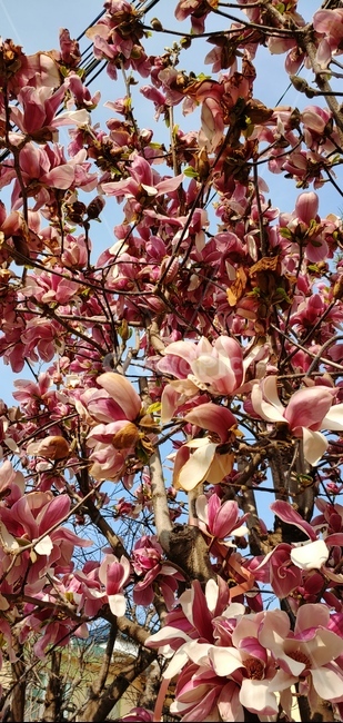 목련,꽃나무,꽃,꽃잎,봄,개화,flower,kobusmagnolia,나무