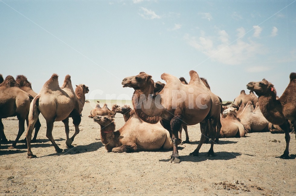 몽골,낙타,동물,animal,자연,필름카메라,필름,natural,동물,animal,포유류,mammal