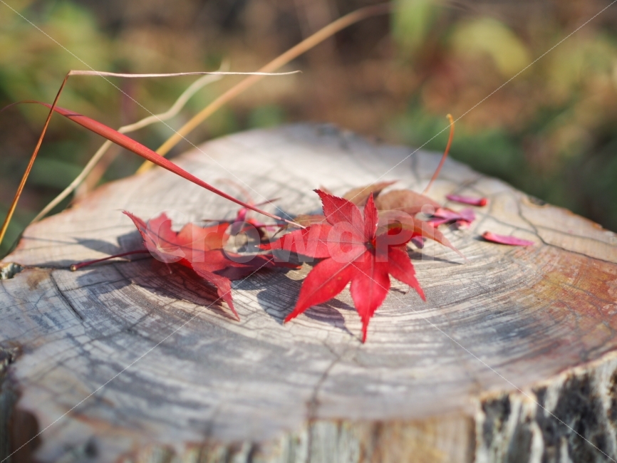 단풍,가을,단풍잎,가을이미지,가을사진,가을,계절,fall,autumn,season,식물,자연,plants,nature,leaf,잎,plant