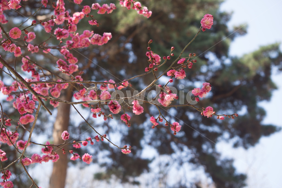 홈매화,봄날,봉은사,감성사진,스냅,봄,계절,springseason,식물,자연,plants,nature,꽃,flower,봄,계절,spring,season,식물,자연,plants,nature,꽃,flower,plant,blossom