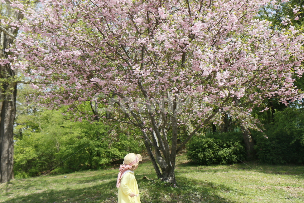 벚꽃,꽃,봄,꽃길,벚꽃나무,봄,계절,spring,season,식물,자연,plants,nature,꽃,flower,나무,trees,wood,사람,인물,인간,human,person,어린이,어린아이,child,children,kid,plant