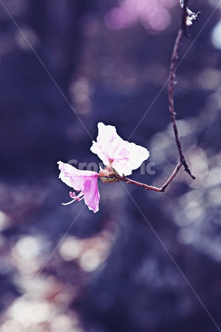 진달래,꽃,식용꽃잎,꽃나무,자연,배경,식물,자연,plants,nature,꽃,flower