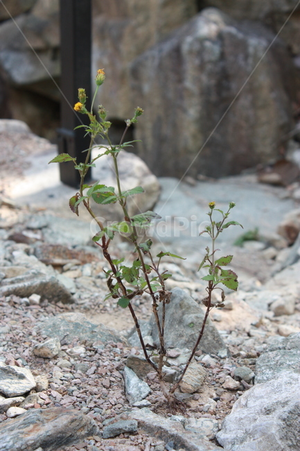 ground,바닥,식물,잔디,plant,lawn,식물,자연,plants,nature