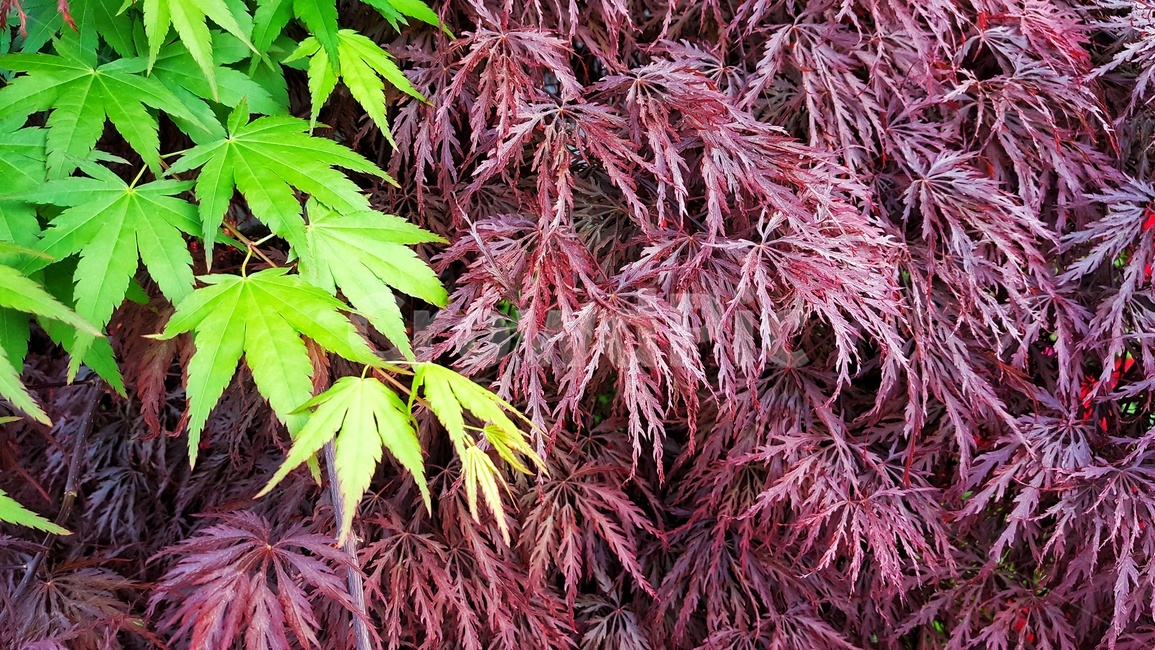 단풍나무,초록,자연,감성,plants,nature,feeling,season,봄,조경,배경,식물,빨강,단풍,칼라,감성사진,leaf