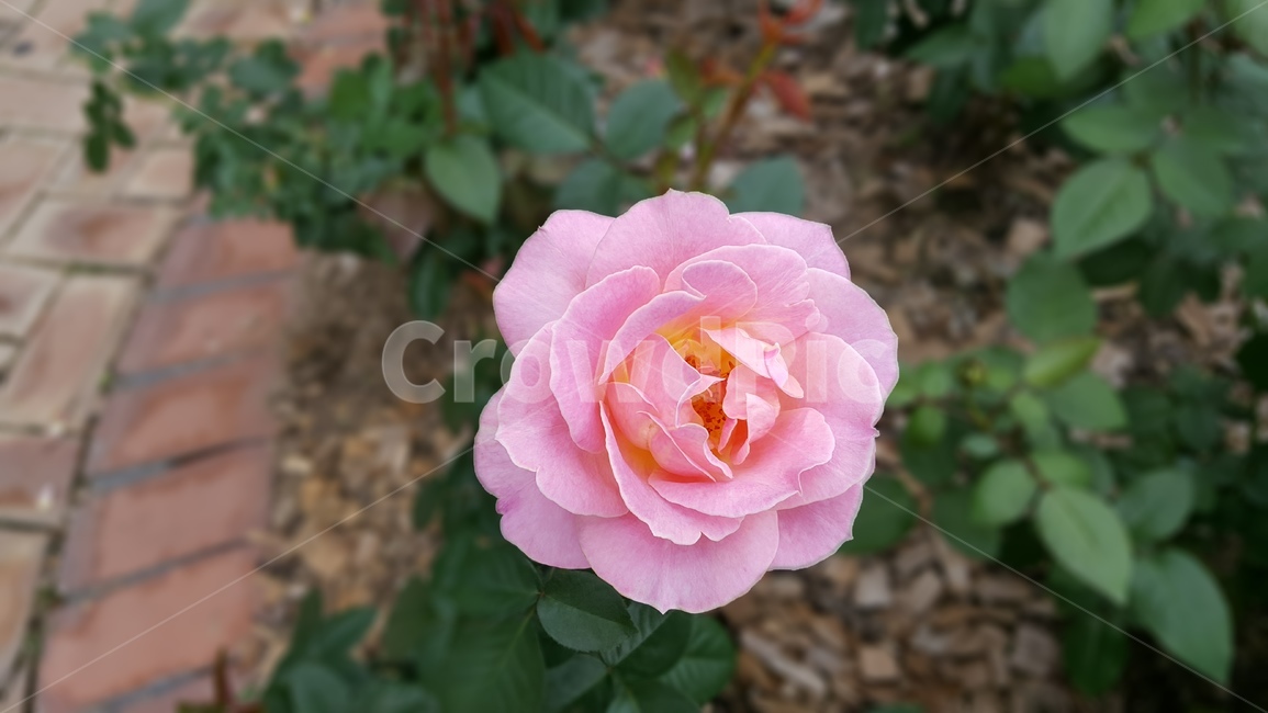 blossom,장미,rose,식물,plant,꽃,분홍장미,식물,자연,plants,nature,꽃,flower