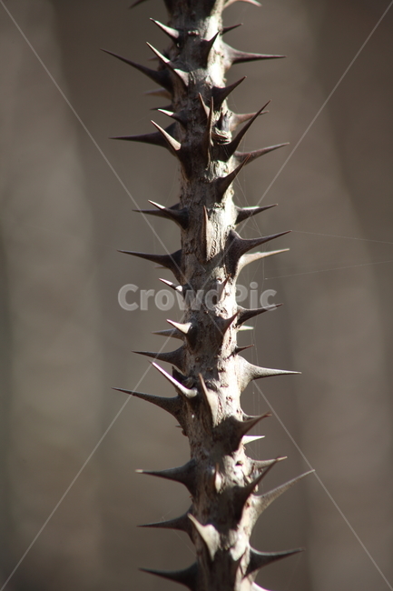 음나무,엄나무,가시,약용식물,castoraralia,식물,자연,plants,nature
