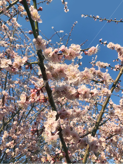 벚꽃,꽃,봄,식물,매화,blossom,flower,블라썸,spring,pink,분홍꽃,핑크,봄꽃나무