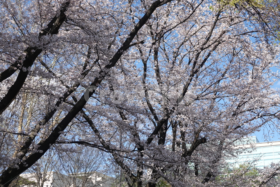 plant,식물,flower,blossom,꽃,나무,trees,wood
