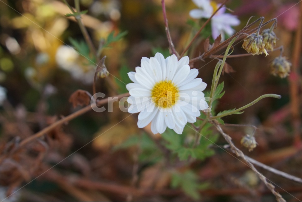 꽃,flower,데이지,daisy,daisies,식물,자연,plants,nature,꽃,flower