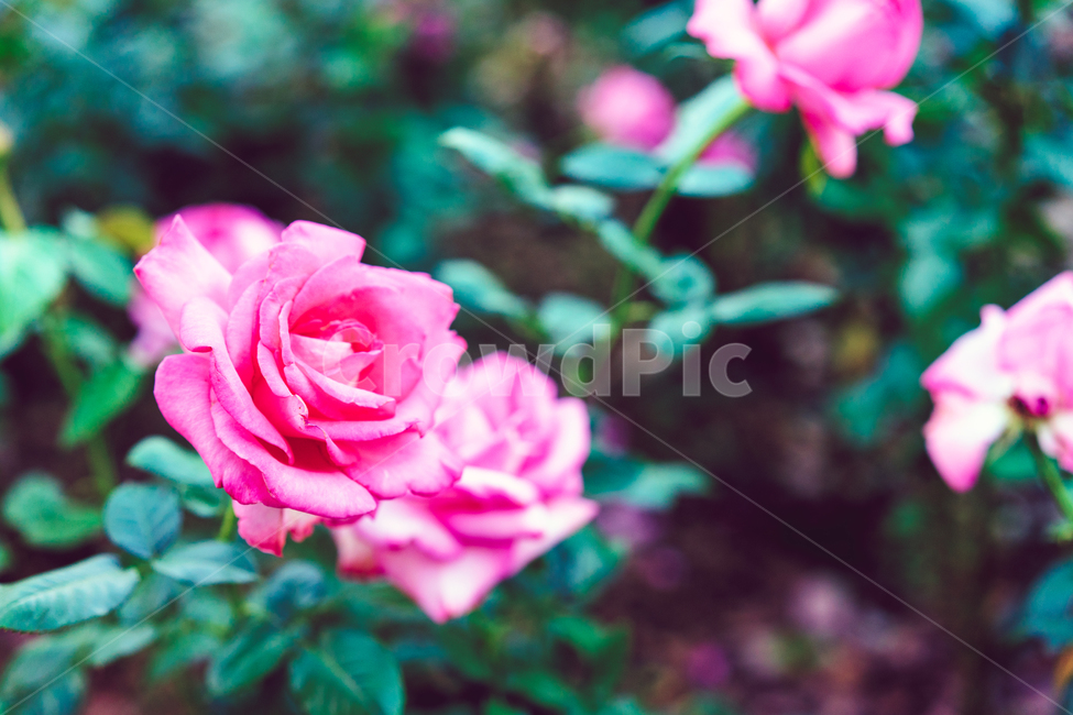 자연,풍경,꽃,감성,가을,식물,자연,plants,nature,꽃,flower,감성,sensible,feeling