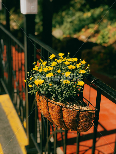 plant,식물,꽃,여름,노란색꽃,YEONGRAN,꽃,flower