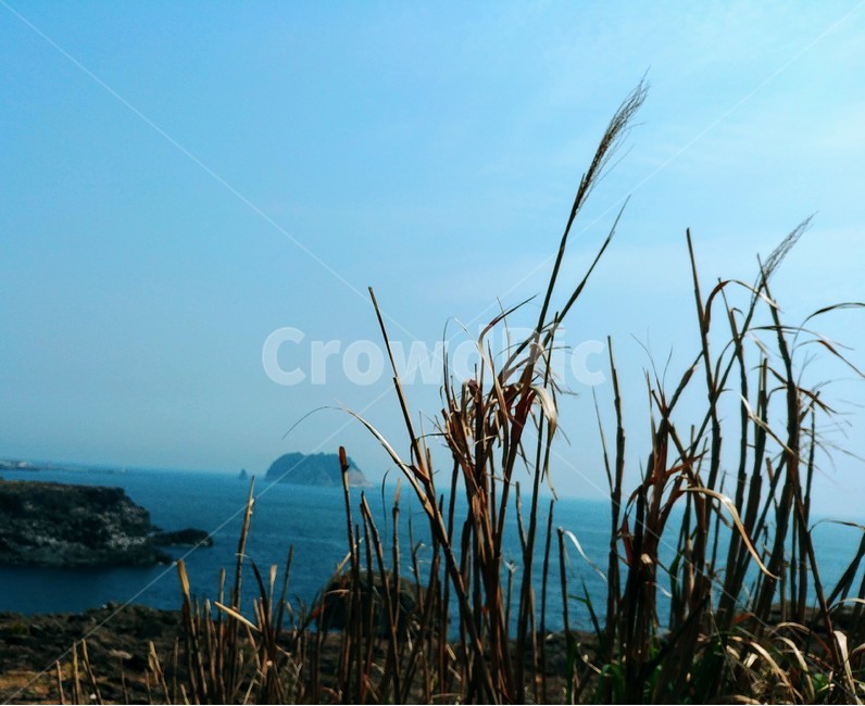 억새,바다,하늘,풍경,식물,plant,자연,풍경,nature,landscape,식물,plants,grass,잔디,lawn
