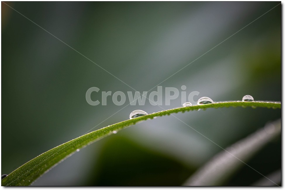 droplet,작은물방울,이슬,아침,풀잎,고요함,자연,풍경,nature,landscape,작은 물방울