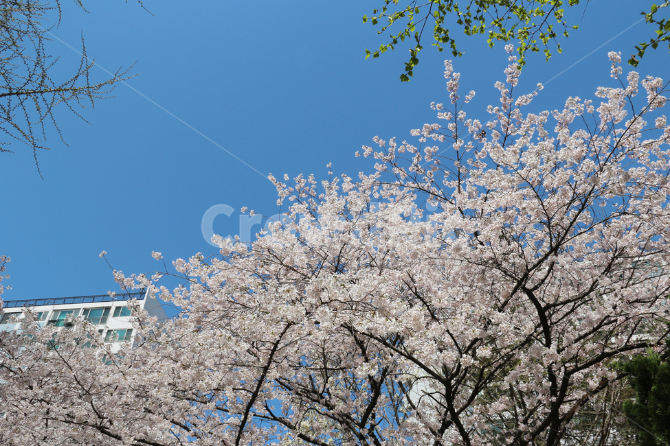 사쿠라,cherryblossom,봄,꽃,봄꽃,벚꽃