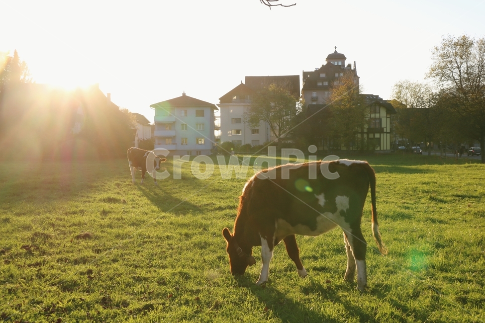 소,야생,목장,풍경,역광,동물,nature,스위스,swiss,landscape,animal,잔디,아침,유럽,europe,동물,animal,포유류,mammal