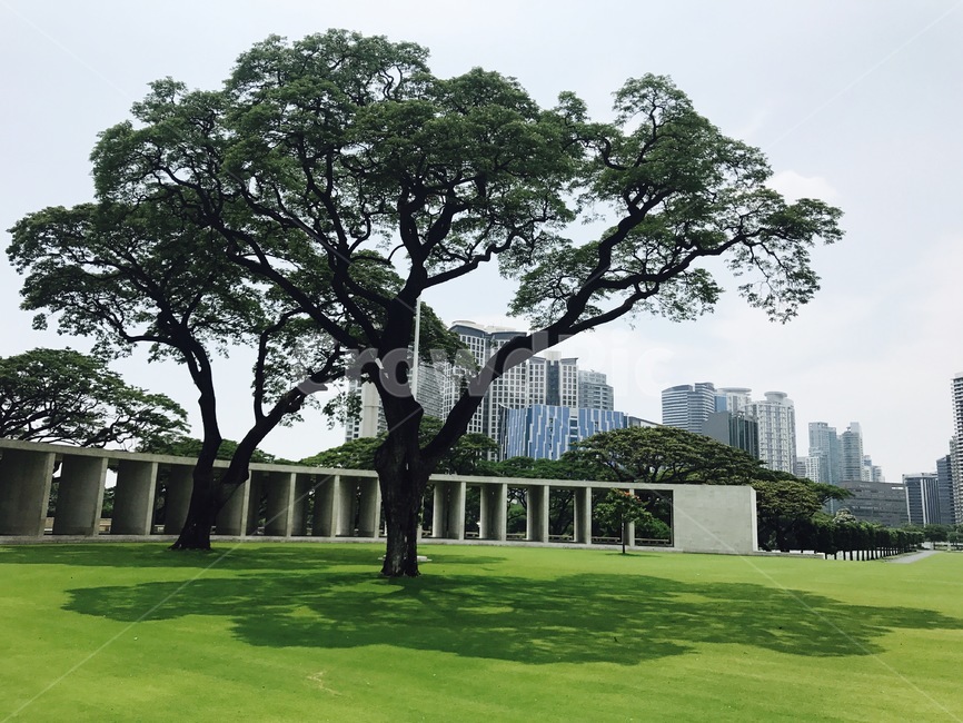 자연,나무,공원,풀밭,tree,landscape,park,nationalpark,natural