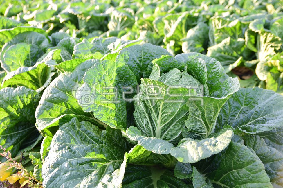cabbage leaves,cabbage,One pack,Agricultural products,crops,vegetable,cabbage field,give up cabbage,farming,ingredients,ingredient,green,field farming,leaf,food,Kimchi ingredients,give up,field,napa cabbage,foodreserves,Cabbage farming,autumn,Giving up ca