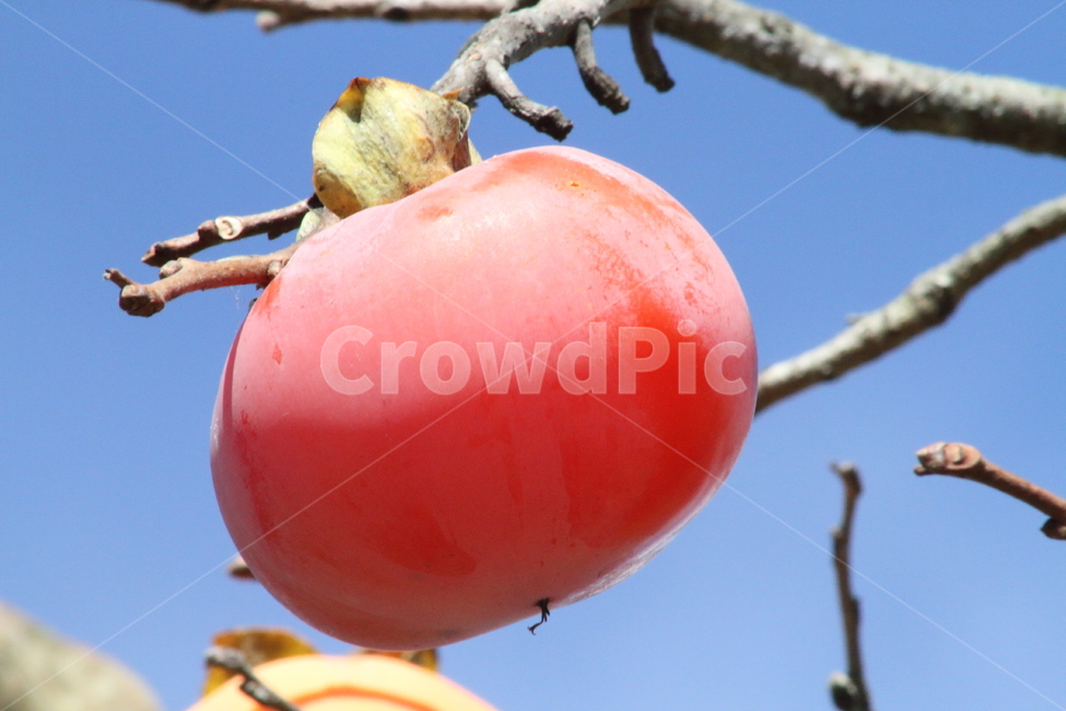 감,반시감,가을,과일,persimmon,fruit,홍시,식물,자연,plants,nature,과일,열매,fruit