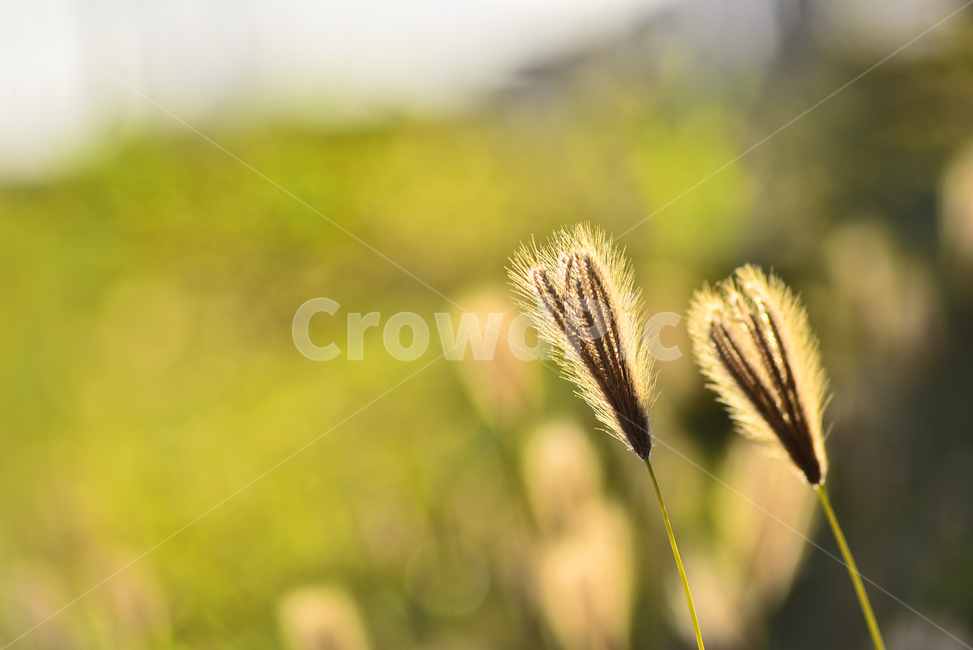 들꽃,식물,야생화,들풀,가을배경,가을분위기,가을느낌,배경,바탕,백그라운드,plant,green,10월,9월,일년초,솜털,잡초,목초,grass,autumn,fall,가을,계절,fall,autumn,season,자연,풍경,nature,landscape,한국자연풍경,한국자연경관,korea nature landscape,식물,plants,잔디,lawn