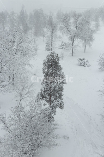 winter,겨울,nature,자연,폭풍,blizzard,눈보라,snow,눈,나무,러시아,러시아겨울,겨울,계절,winter,season