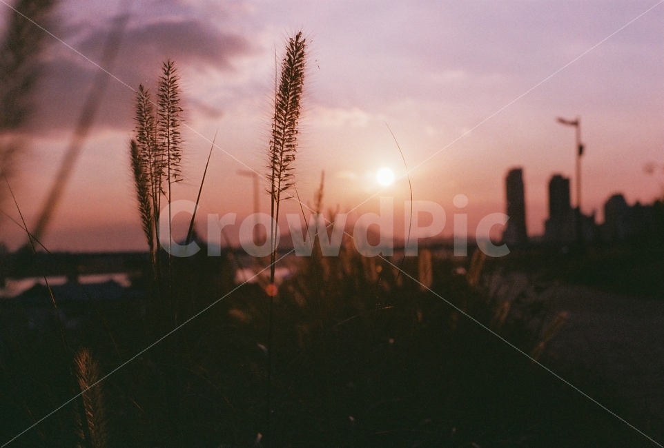 빈티지필름,노을,수크령,필름사진,감성사진,식물,자연,plants,nature,감성,sensible,feeling