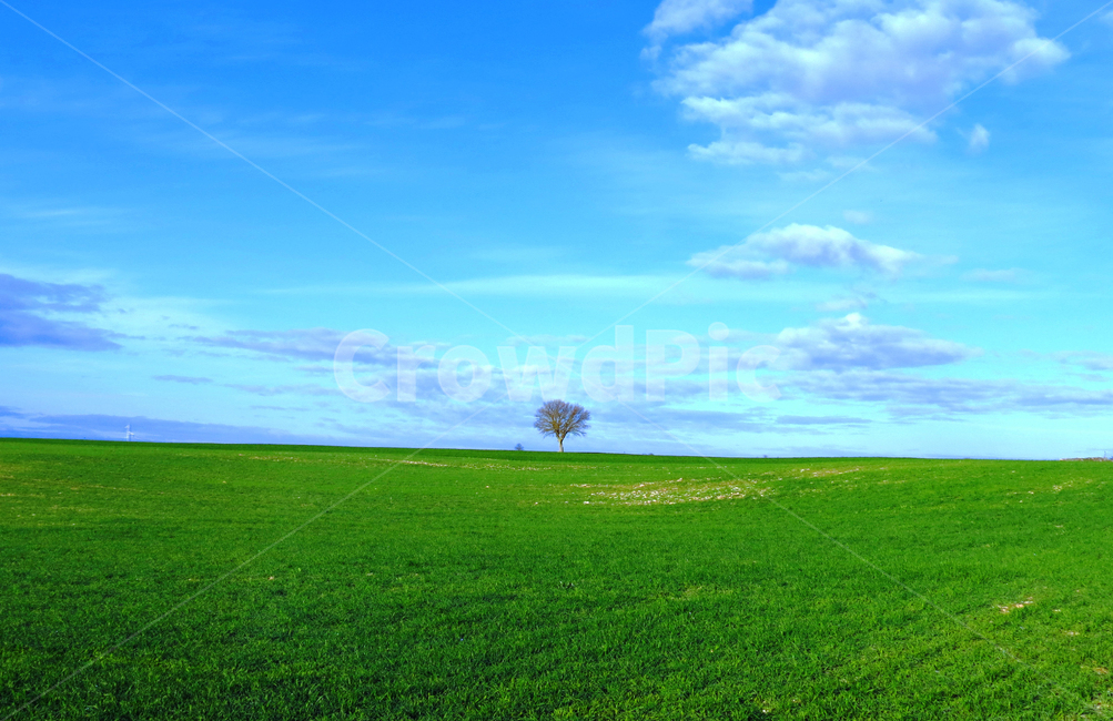 나무,그린,블루,하늘,푸르름,자연,들판,자연,풍경,nature,landscape,grass,잔디,plant,식물,field,들
